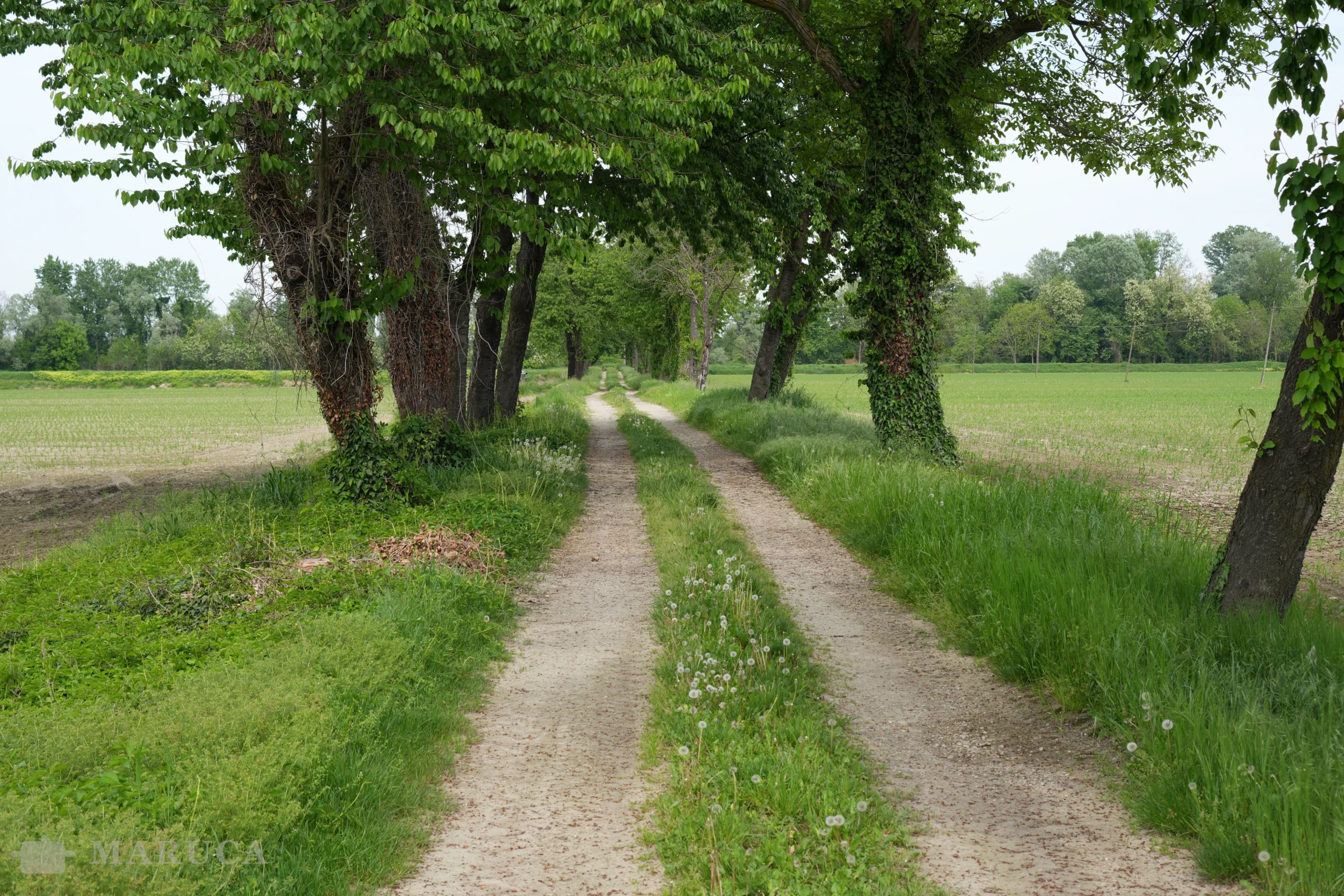 Caminata con pin