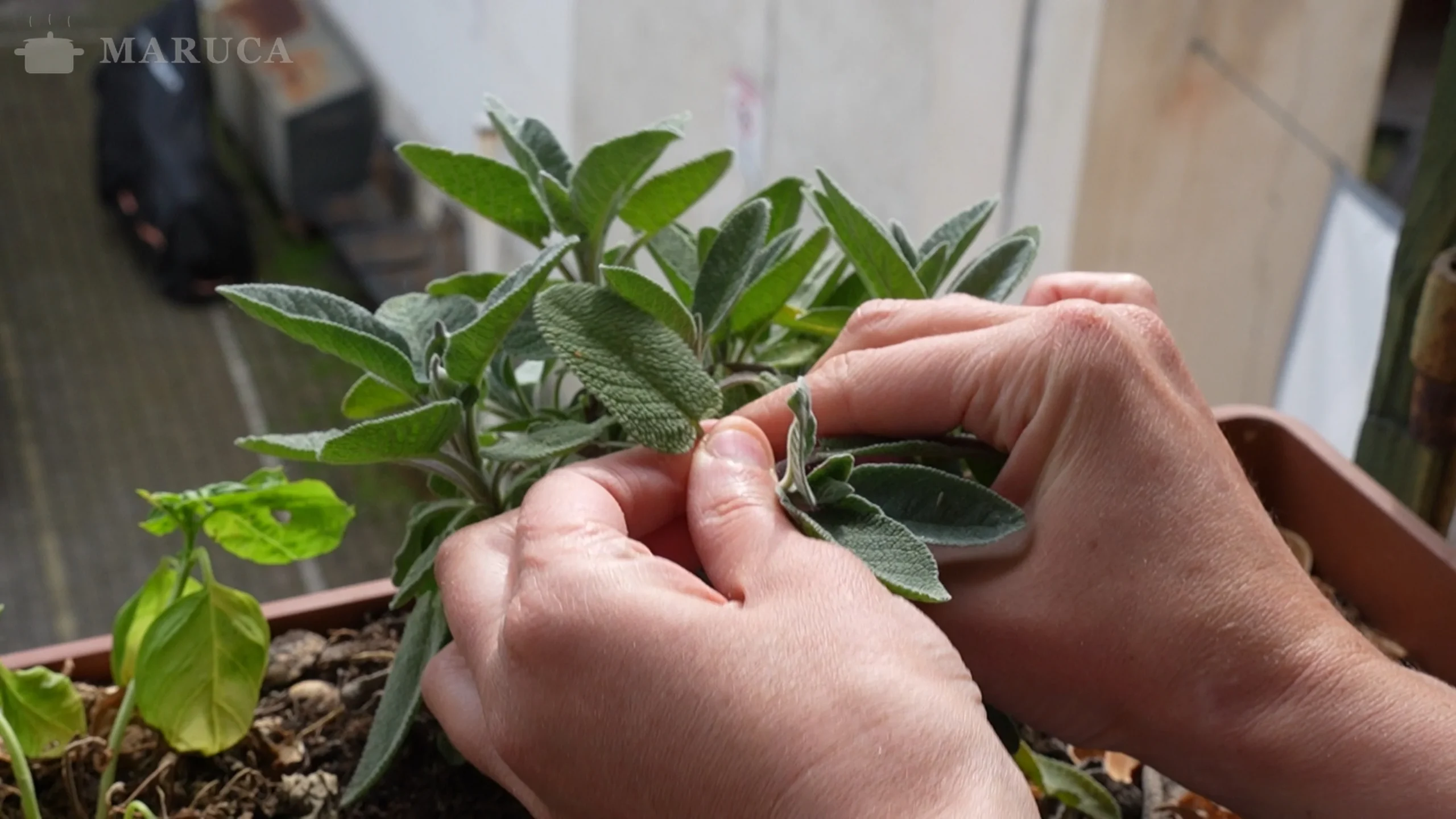 hojas de salvia fresca para la salsa de manteca y salvia